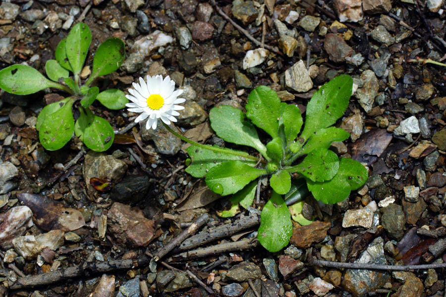 Bellis annua / Pratolina annuale